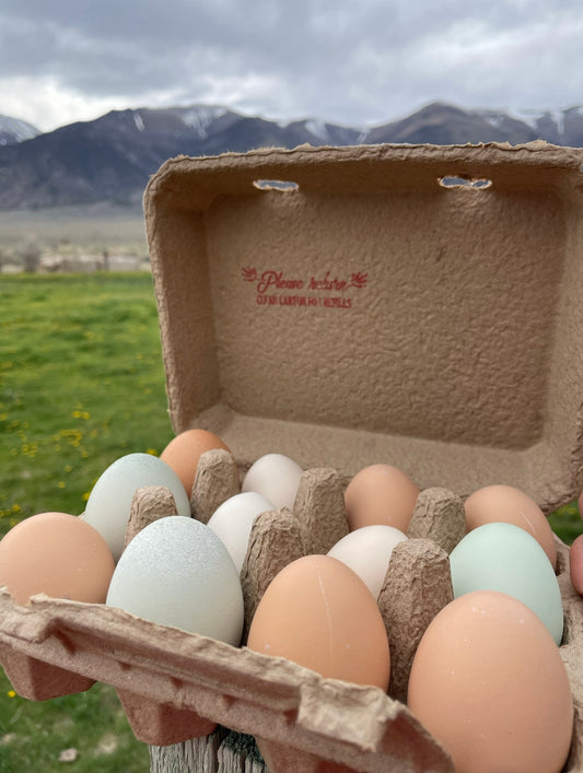 Pasture Raised Eggs